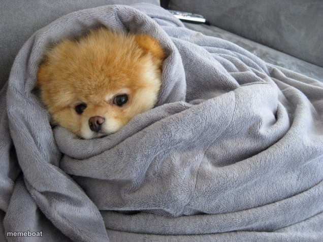 Bundled up Doggo - meme generator image preview