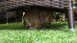 Bunny Hiding in the Shade