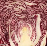 Cabbage Path To Enlightenment
