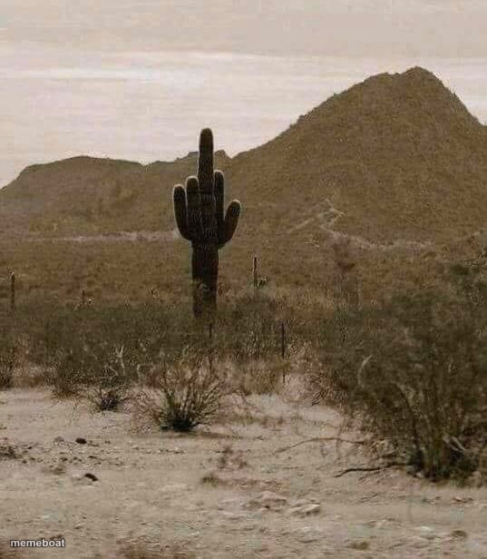 Cactus finger - meme generator image preview