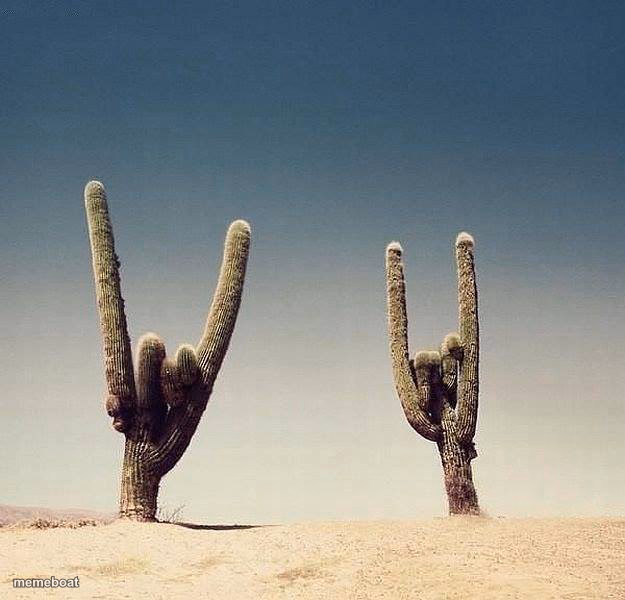 Rock On Cactus - meme generator image preview