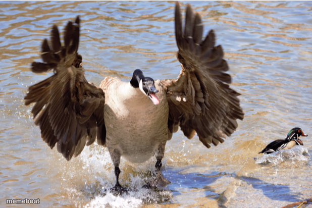Canadian Goose - meme generator image preview