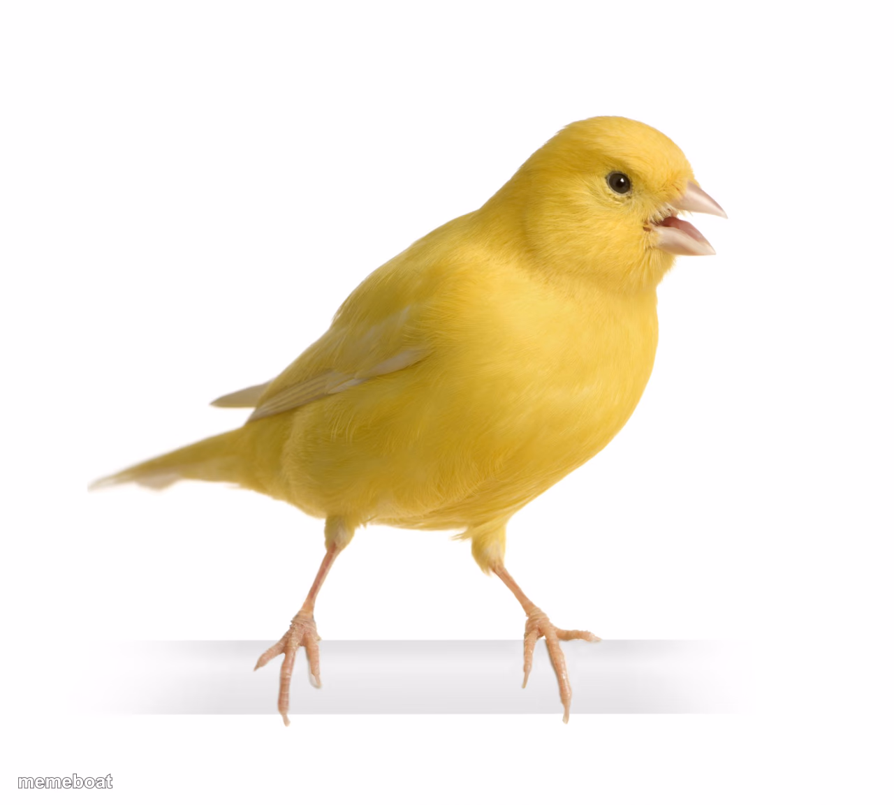 Canary - meme generator image preview