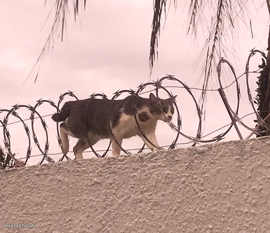 Cat Barbed Wire - meme generator image preview