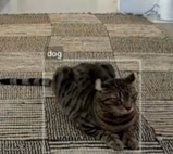 Cat being mistaken for dog
