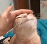 Cat being pet