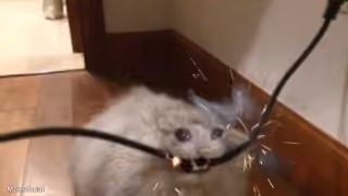 Cat Biting Electrical Wire