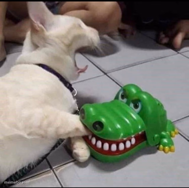 Cat bitten by toy alligator - meme generator image preview