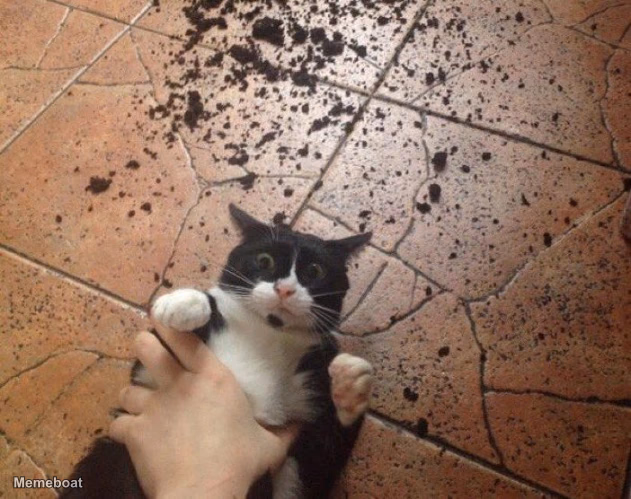Cat Caught Red-handed - meme generator image preview