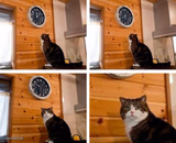 Cat Staring At Clock