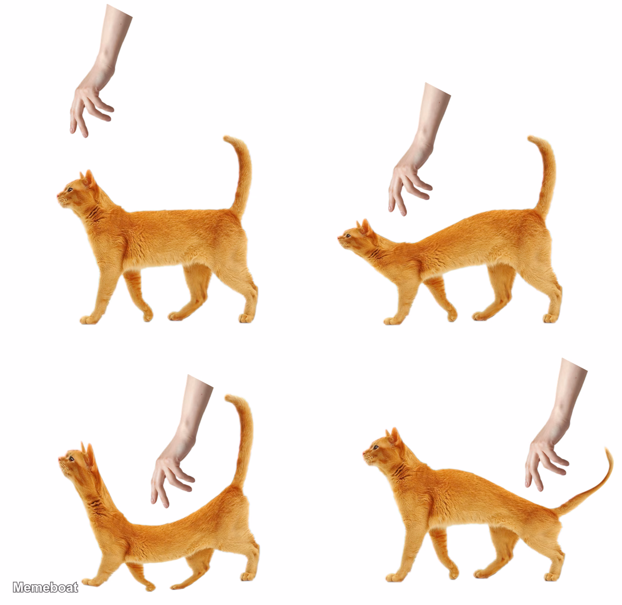 Cat Dodging Hand - meme generator image preview