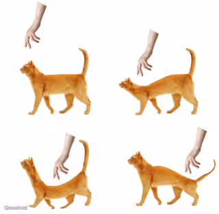 Cat Dodging Hand