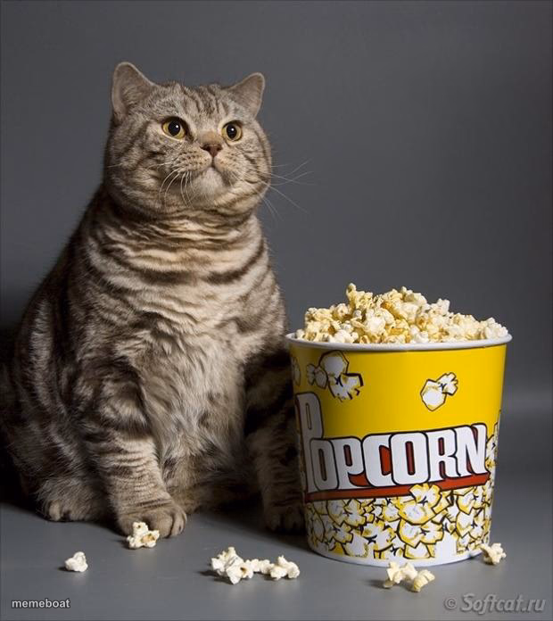 Cat eating popcorn - meme generator image preview