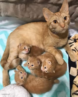 Cat family