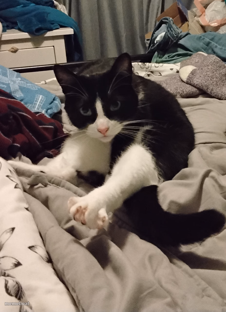 Cat foot - meme generator image preview