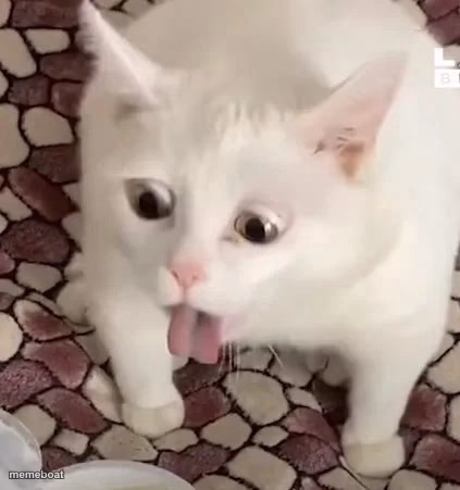 cat gag - meme generator image preview