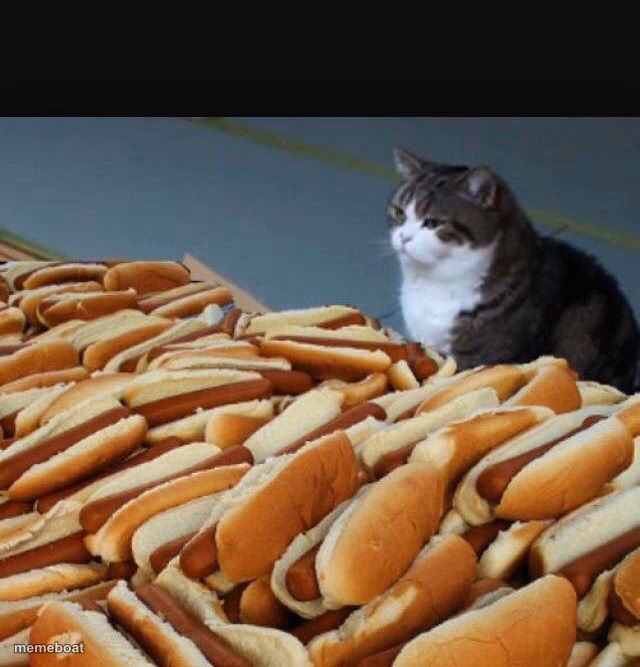 Cat hotdogs - meme generator image preview