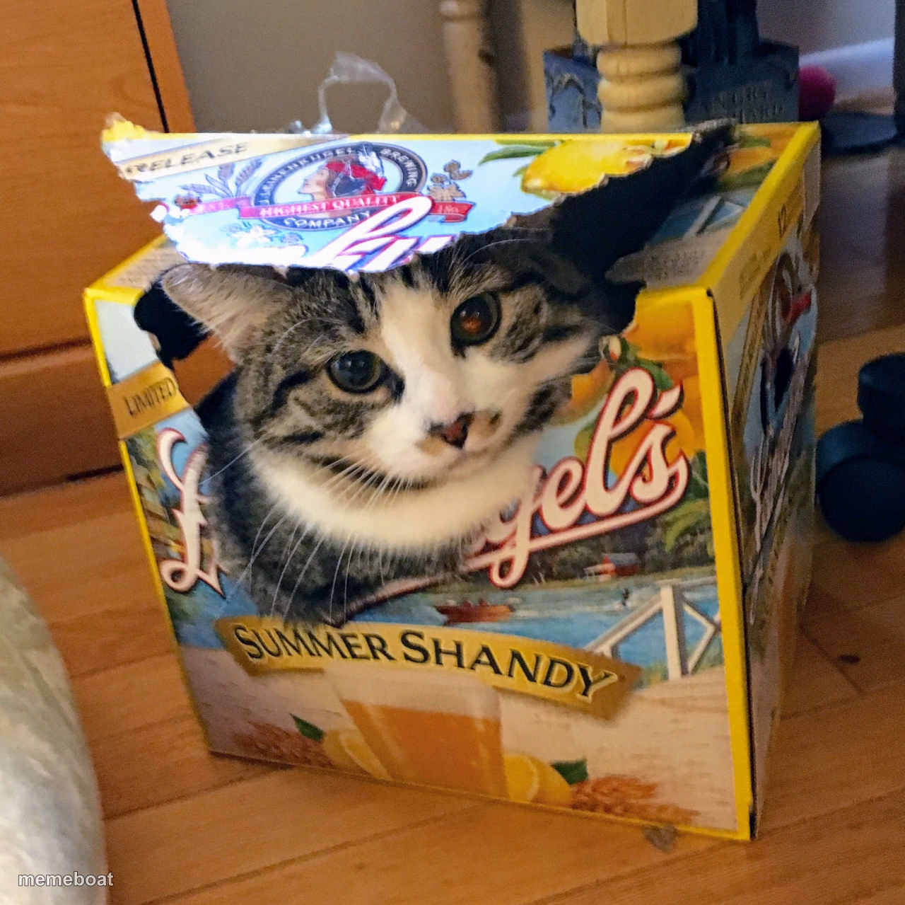 Cat in a box - meme generator image preview