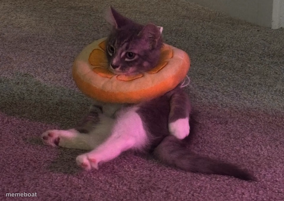 Cat in an Orange - meme generator image preview
