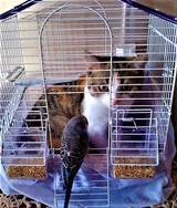 cat in bird cage