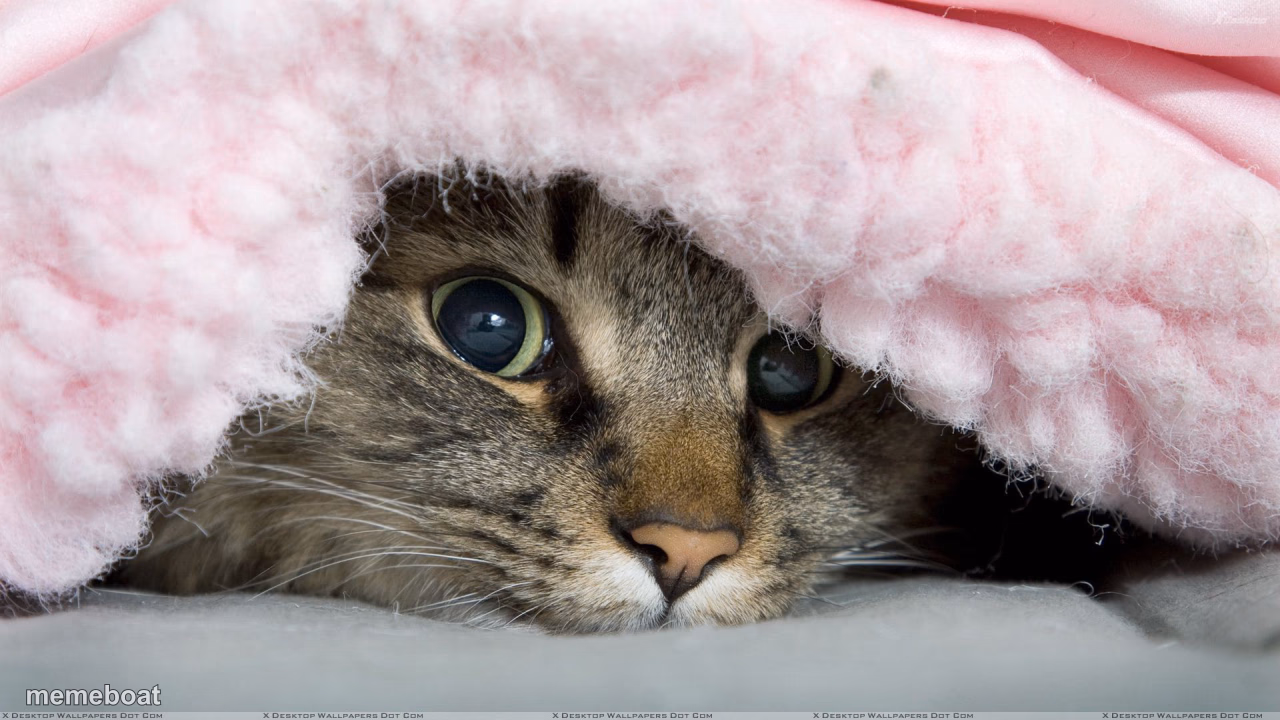 Cat in Blanket - meme generator image preview
