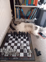 Cat in front of Chess board