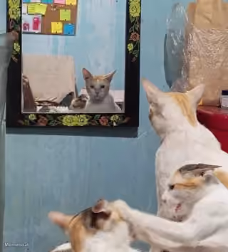 Cat in Mirror While Cats Fight