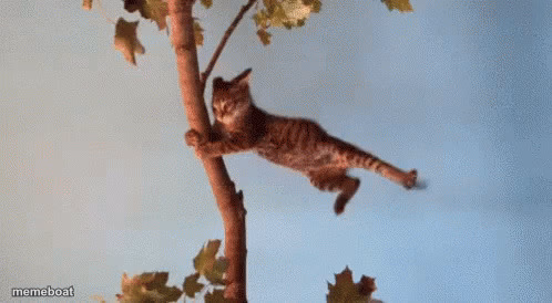 Cat in wind - meme generator image preview