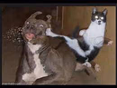 cat kung fu fighting