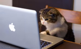 Cat Judging Laptop
