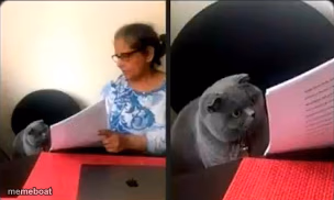 Cat Looking At Test - meme generator image preview