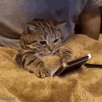 Cat Judging Phone Owner - meme generator image preview