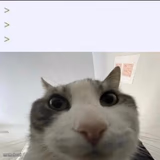 Cat looks inside