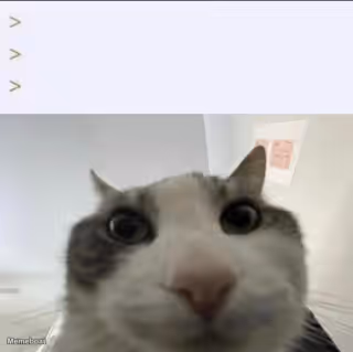 Cat looks inside
