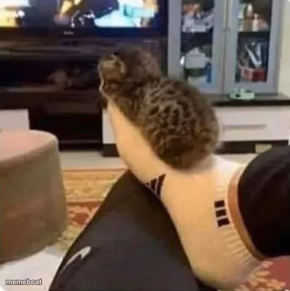 cat on foot - meme generator image preview