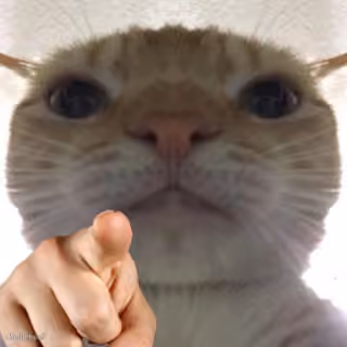 Cat Pointing at You
