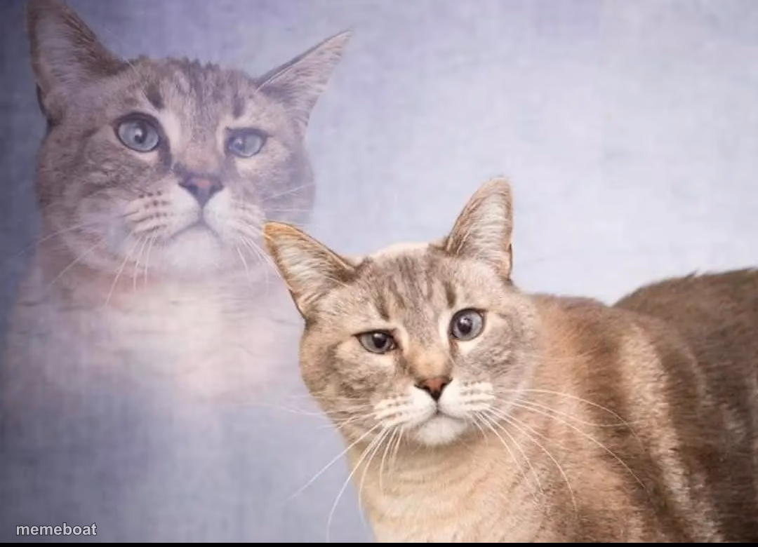 Cat pondering - meme generator image preview