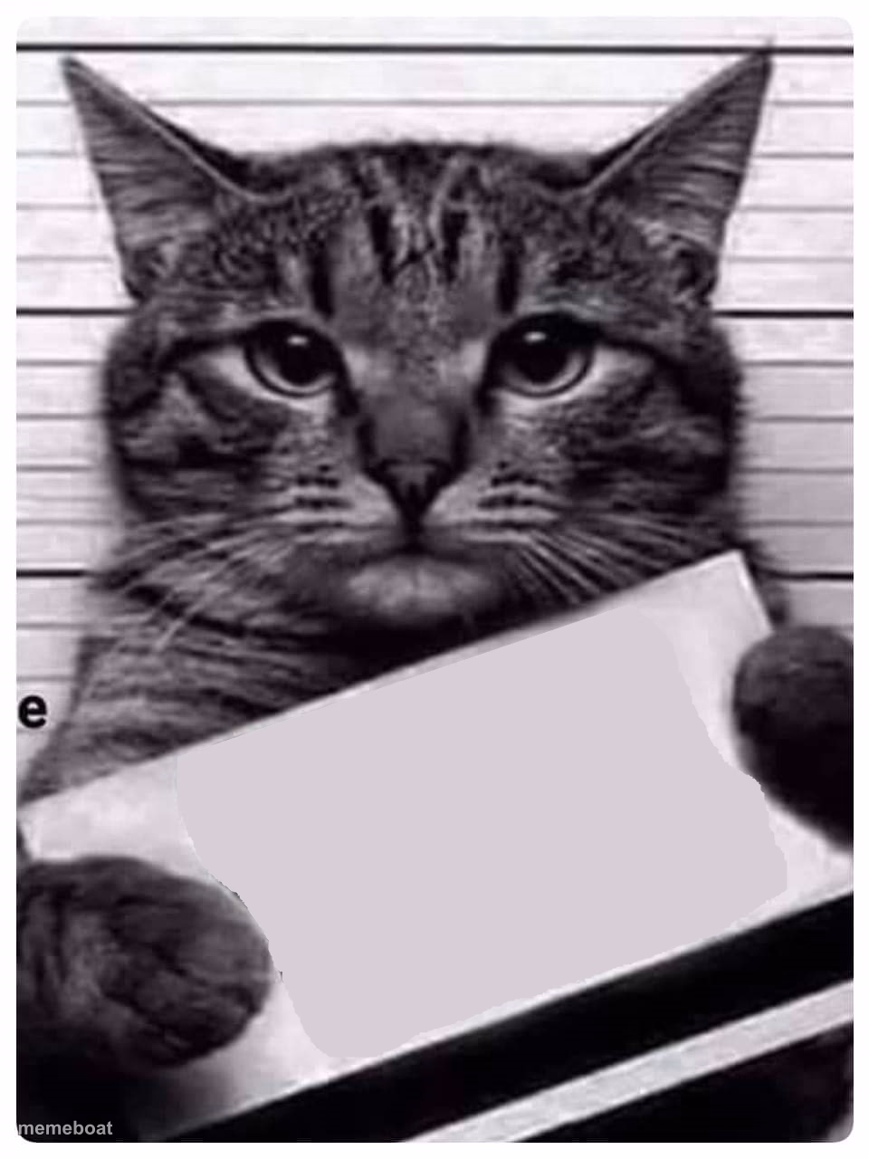 cat prison - meme generator image preview