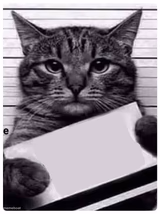 cat prison