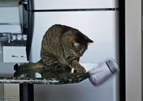 cat pushing thing off counter - meme generator image preview