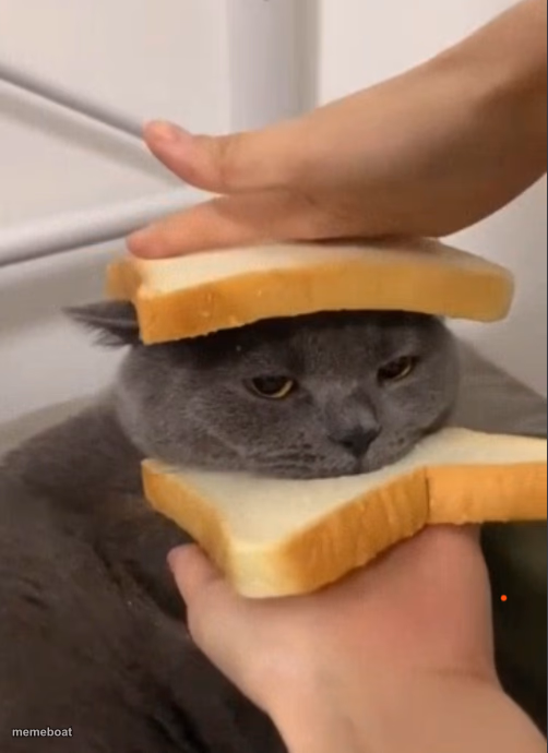 Cat Sandwich - meme generator image preview