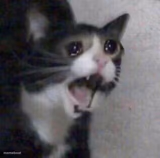 Cat screaming
