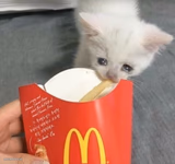 cat stealing mcdonalds fry