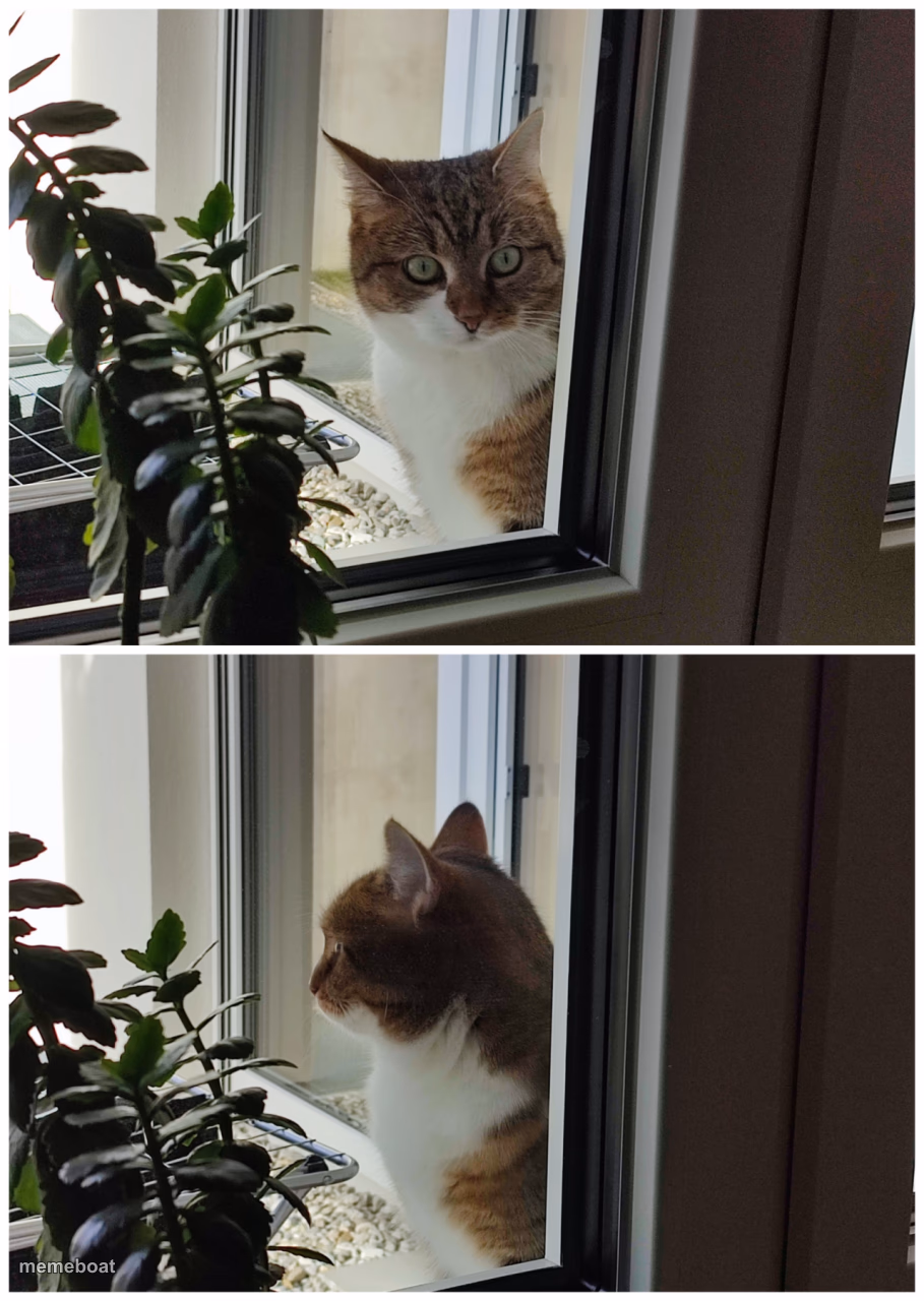 Cat stucked outside - meme generator image preview