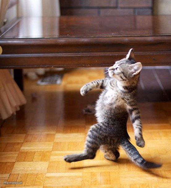 Cat Walking Like A Boss - meme generator image preview