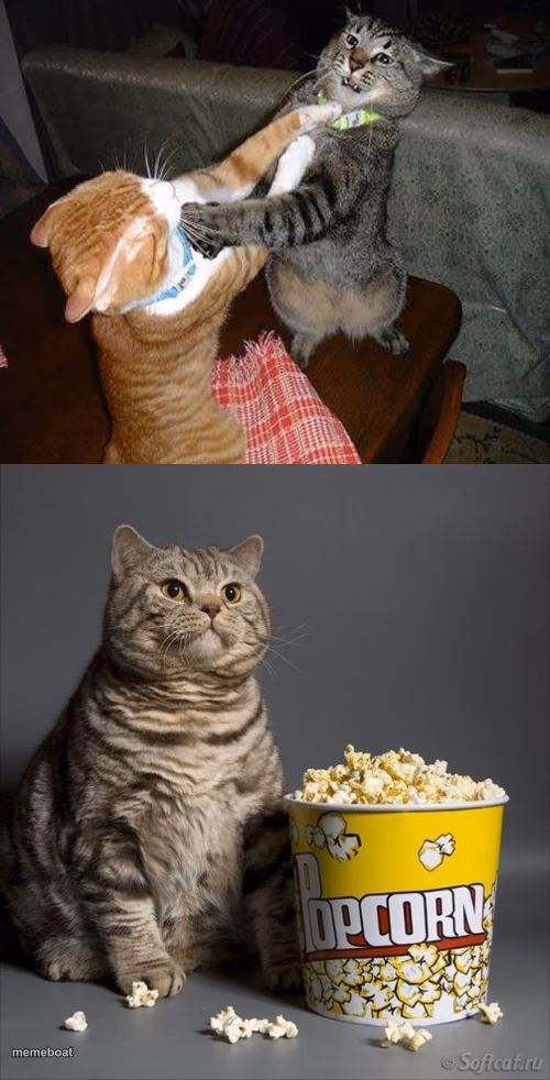 Cat watching other cats fight - meme generator image preview