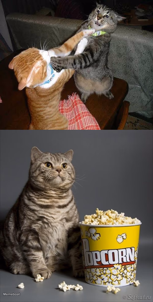 Cat watching other cats fight - meme generator image preview