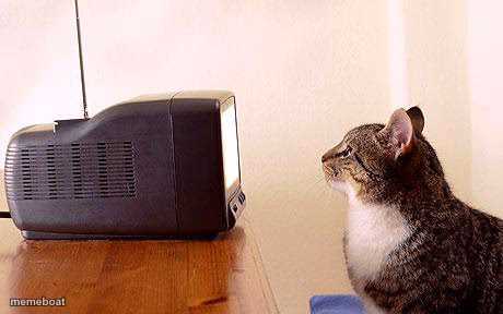 cat watching tv - meme generator image preview