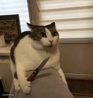 Cat with a knife - meme generator image preview