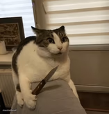 Cat with a knife